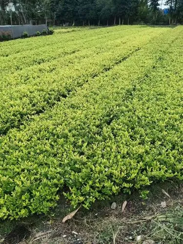 怎么选网球拍的材质呢
